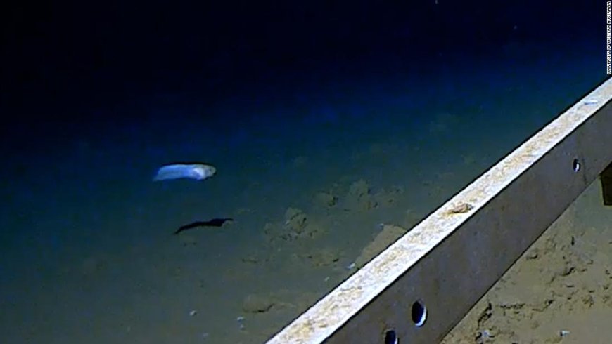 See the world's deepest fish